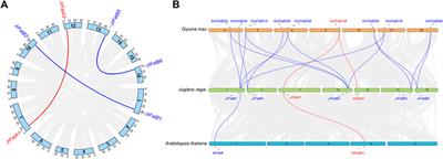 The identification and expression analysis of walnut Acyl-ACP thioesterases
